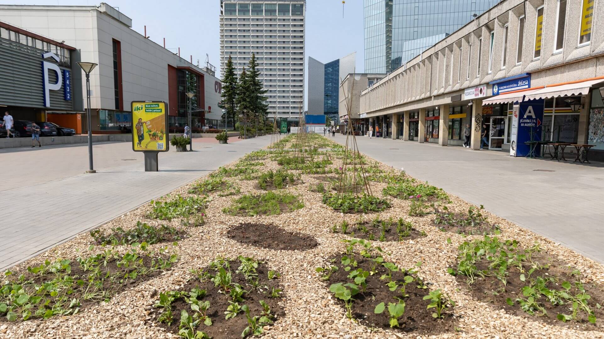Vegetable garden in Vilnius commercial centre - Loess Project