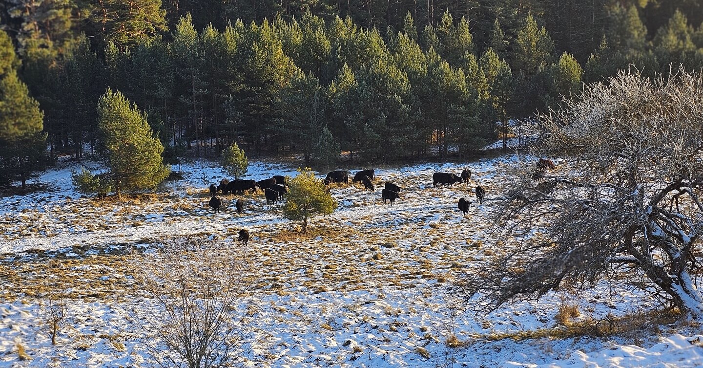 Farm Smėlynė (Smėlynės ūkis) - Loess Project
